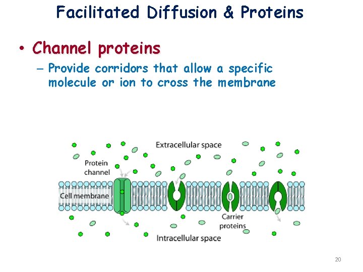 Facilitated Diffusion & Proteins • Channel proteins – Provide corridors that allow a specific
