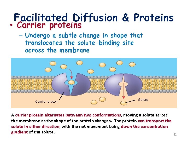 Facilitated Diffusion & Proteins • Carrier proteins – Undergo a subtle change in shape