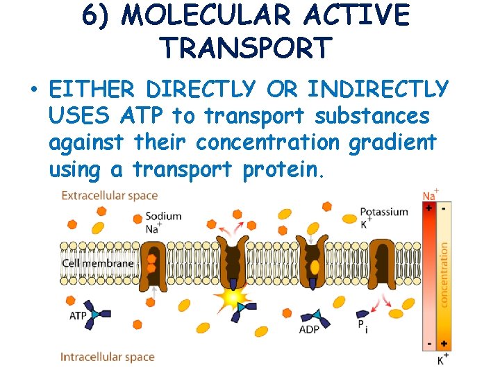 6) MOLECULAR ACTIVE TRANSPORT • EITHER DIRECTLY OR INDIRECTLY USES ATP to transport substances