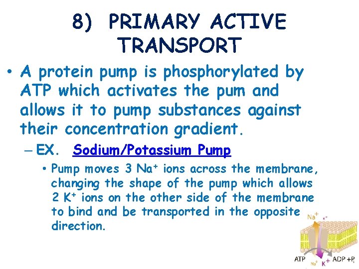 8) PRIMARY ACTIVE TRANSPORT • A protein pump is phosphorylated by ATP which activates