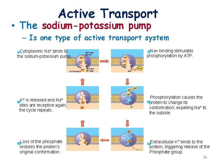 Active Transport • The sodium-potassium pump – Is one type of active transport system