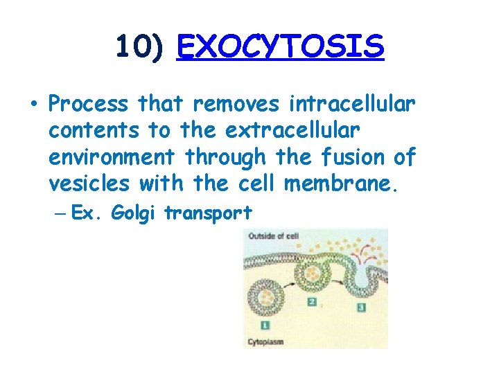 10) EXOCYTOSIS • Process that removes intracellular contents to the extracellular environment through the