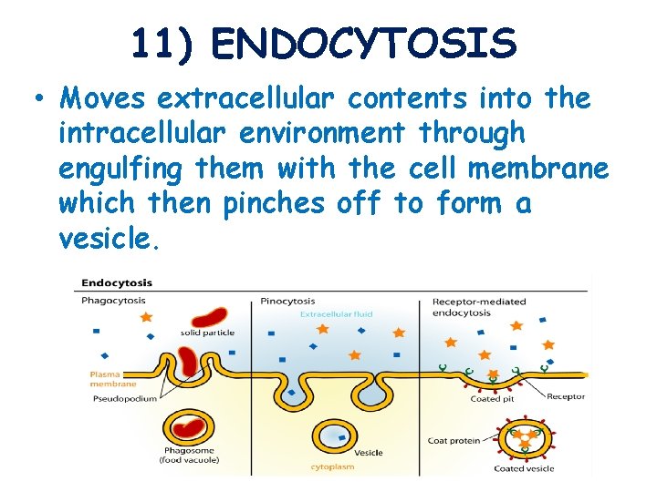 11) ENDOCYTOSIS • Moves extracellular contents into the intracellular environment through engulfing them with