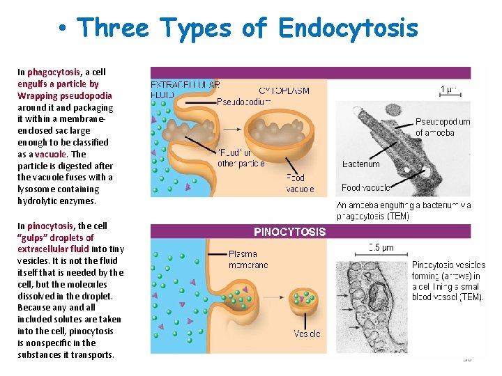  • Three Types of Endocytosis In phagocytosis, phagocytosis a cell engulfs a particle