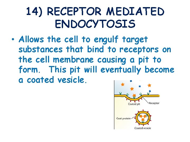 14) RECEPTOR MEDIATED ENDOCYTOSIS • Allows the cell to engulf target substances that bind