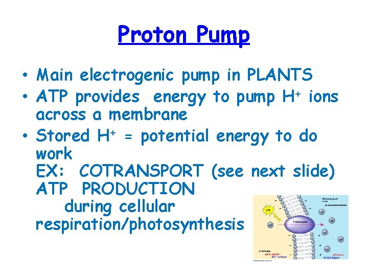 Proton Pump • Main electrogenic pump in PLANTS • ATP provides energy to pump