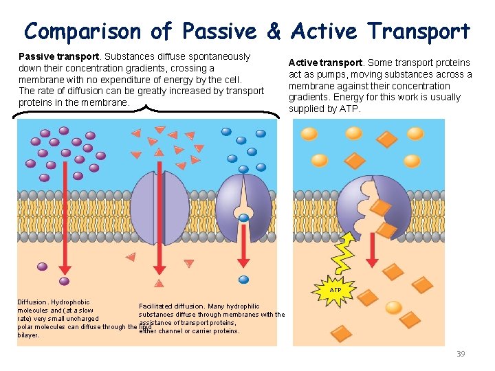 Comparison of Passive & Active Transport Passive transport. Substances diffuse spontaneously down their concentration