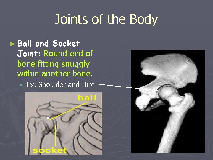 Joints of the Body ► Ball and Socket Joint: Round end of bone fitting