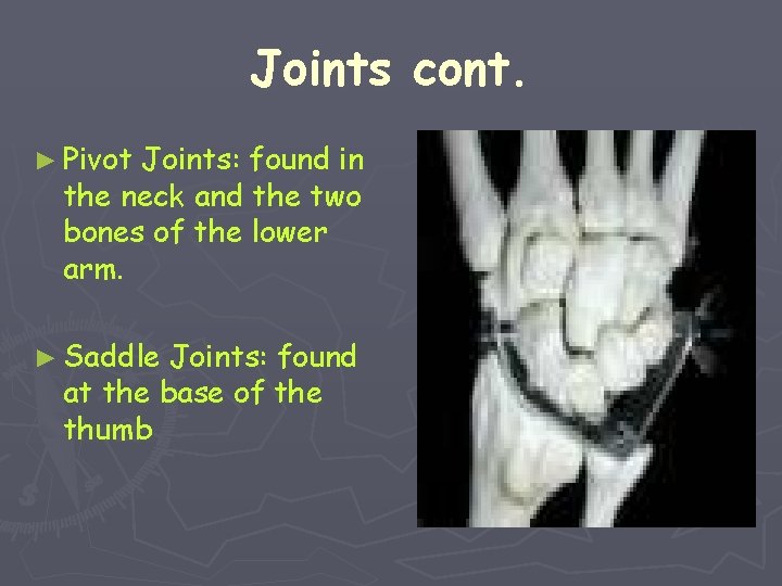 Joints cont. ► Pivot Joints: found in the neck and the two bones of