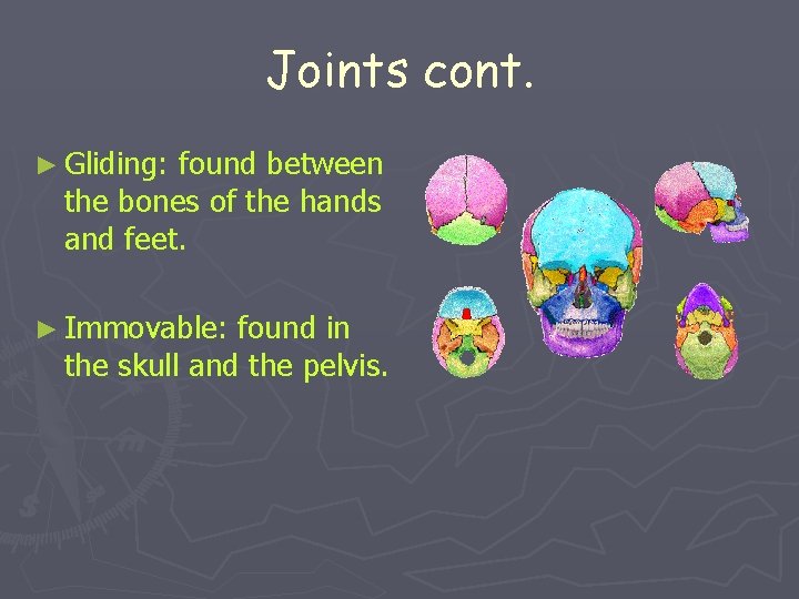 Joints cont. ► Gliding: found between the bones of the hands and feet. ►