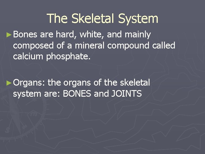 The Skeletal System ► Bones are hard, white, and mainly composed of a mineral