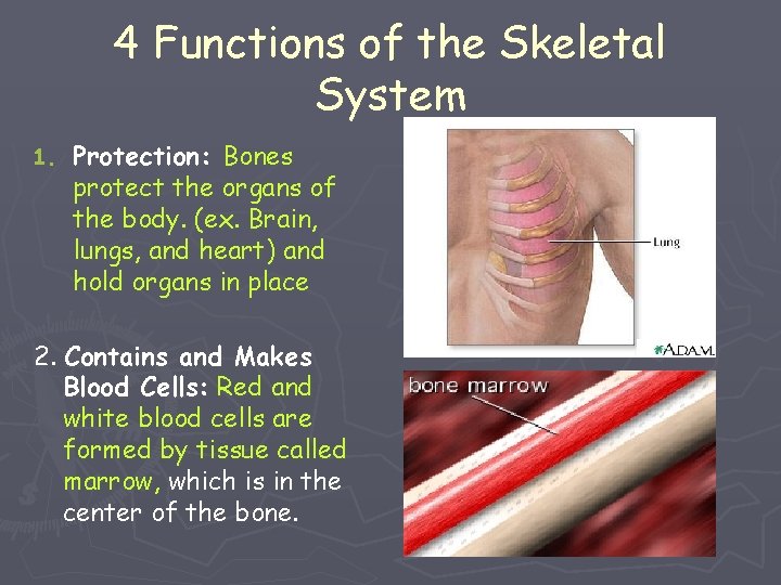 4 Functions of the Skeletal System 1. Protection: Bones protect the organs of the