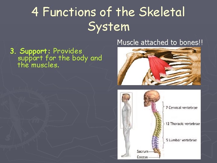 4 Functions of the Skeletal System 3. Support: Provides support for the body and