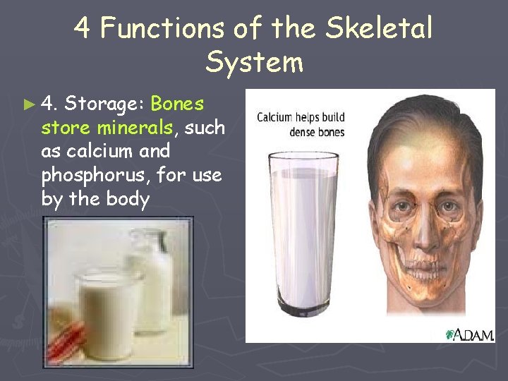 4 Functions of the Skeletal System ► 4. Storage: Bones store minerals, such as