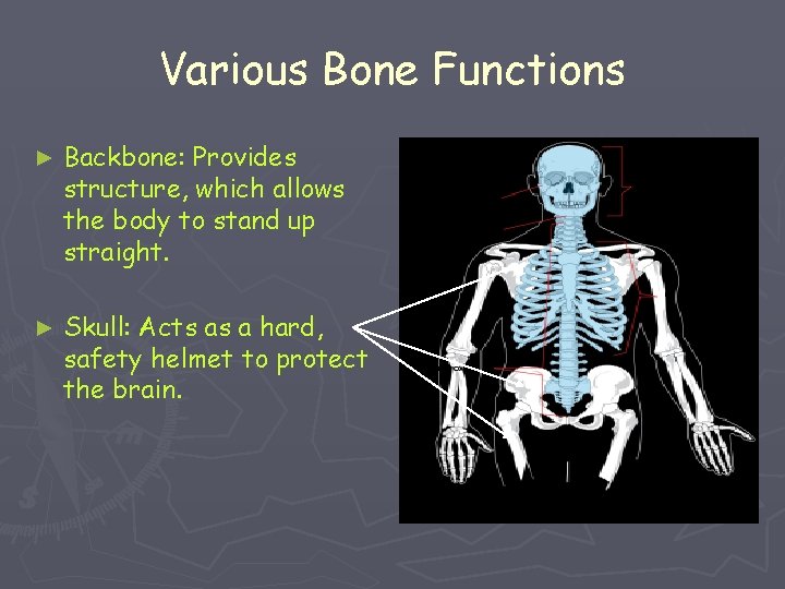 Various Bone Functions ► Backbone: Provides structure, which allows the body to stand up