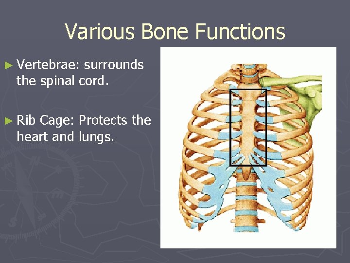 Various Bone Functions ► Vertebrae: surrounds the spinal cord. ► Rib Cage: Protects the