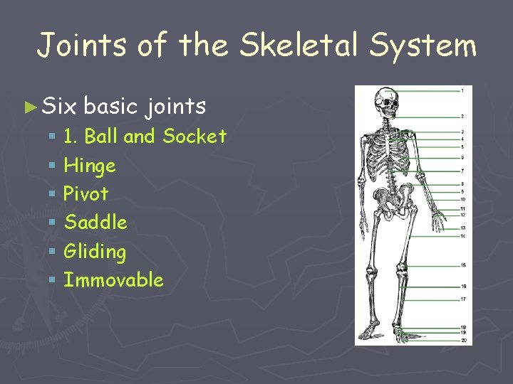 Joints of the Skeletal System ► Six basic joints § 1. Ball and Socket