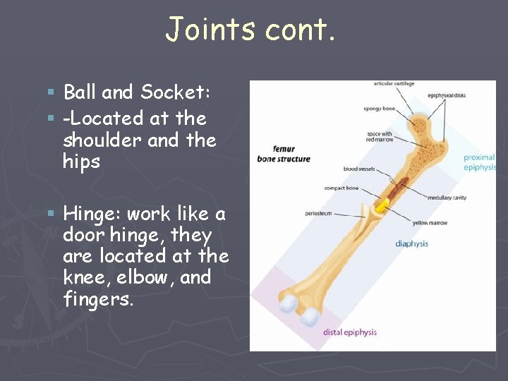 Joints cont. § Ball and Socket: § -Located at the shoulder and the hips