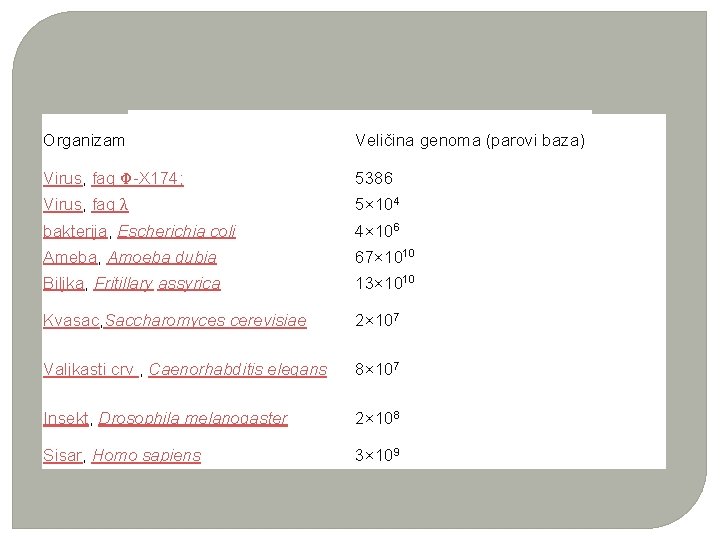 Veličina genoma (parovi Veličina baza) genoma (parovi baza) Virus, fag Φ-X 174; 5386 4