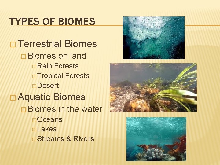 TYPES OF BIOMES � Terrestrial � Biomes on land � Rain Forests � Tropical