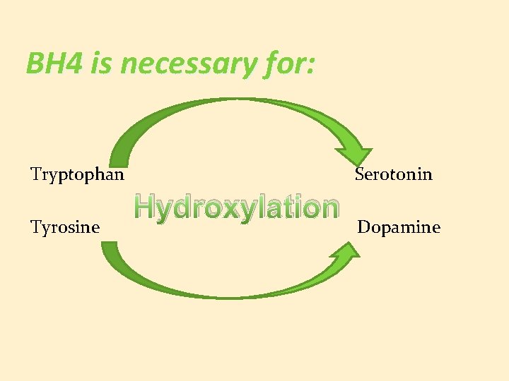 BH 4 is necessary for: Tryptophan Tyrosine Serotonin Hydroxylation Dopamine 