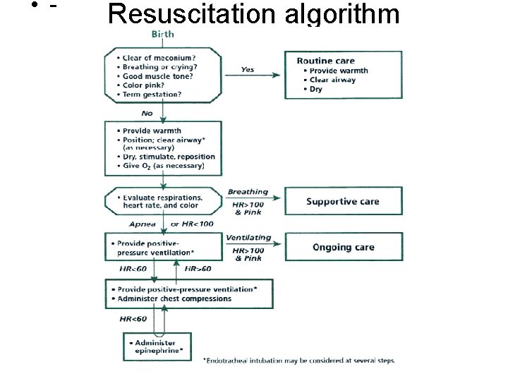  • - Resuscitation algorithm 