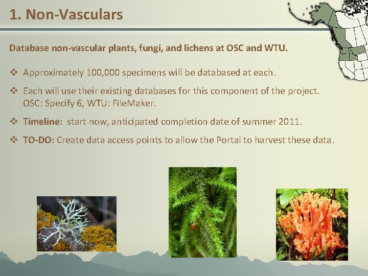 1. Non-Vasculars Database non-vascular plants, fungi, and lichens at OSC and WTU. v Approximately