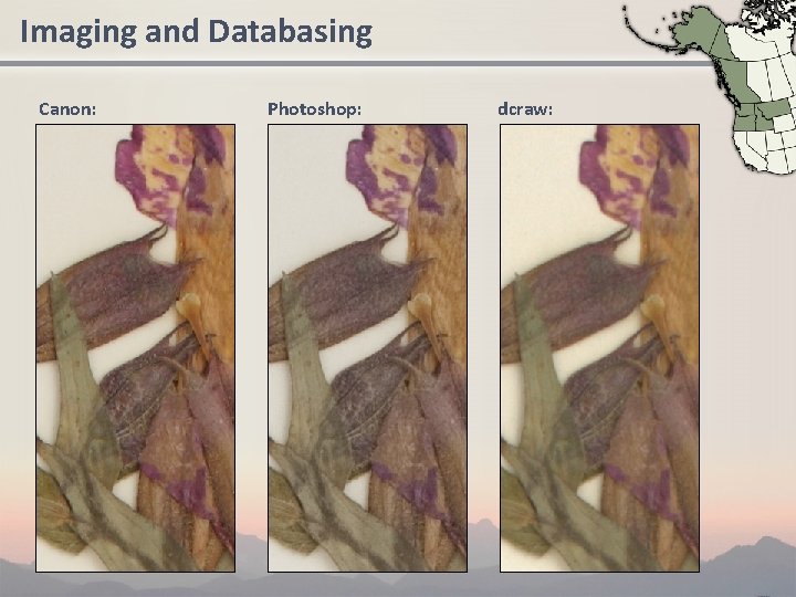 Imaging and Databasing Canon: Photoshop: dcraw: 