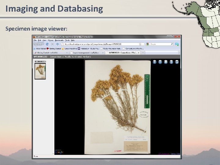 Imaging and Databasing Specimen image viewer: 