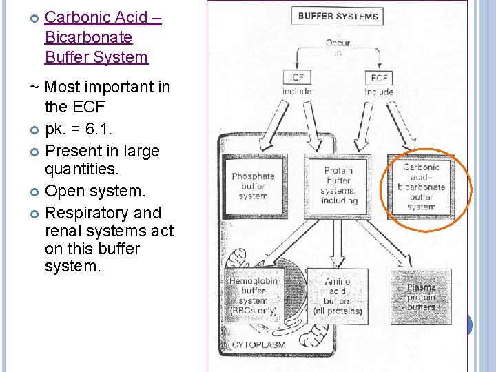  Carbonic Acid – Bicarbonate Buffer System ~ Most important in the ECF pk.