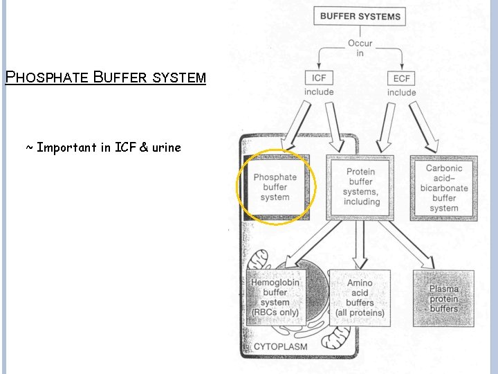 PHOSPHATE BUFFER SYSTEM ~ Important in ICF & urine 