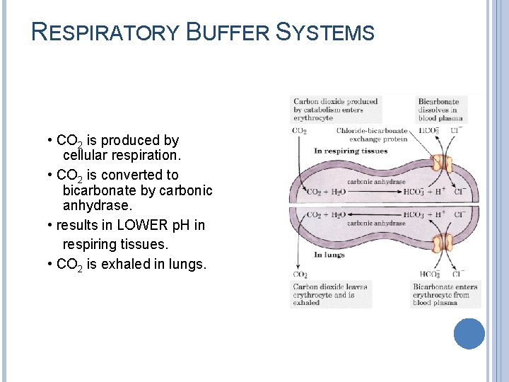 RESPIRATORY BUFFER SYSTEMS • CO 2 is produced by cellular respiration. • CO 2