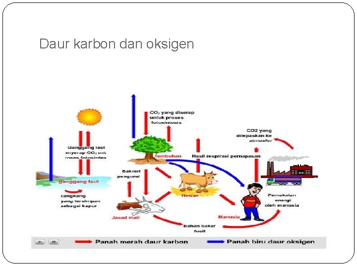 Daur karbon dan oksigen 