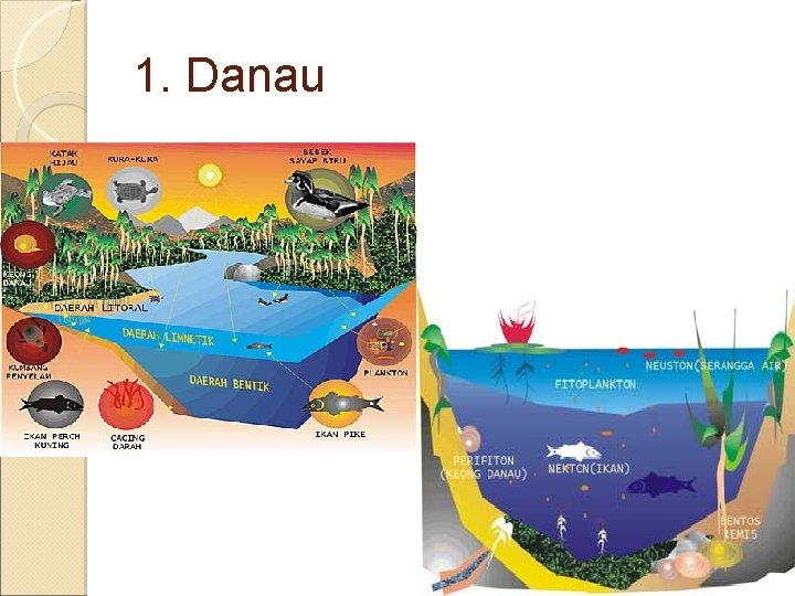 1. Danau 