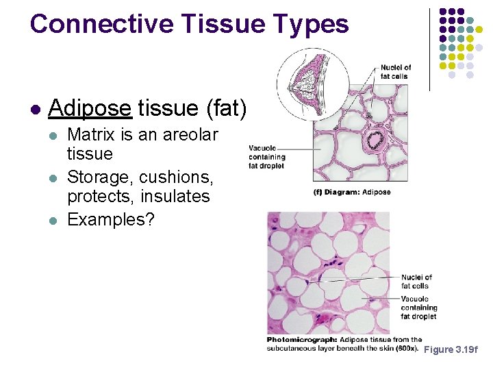 Connective Tissue Types l Adipose tissue (fat) l l l Matrix is an areolar Connective Tissue Types l Adipose tissue (fat) l l l Matrix is an areolar