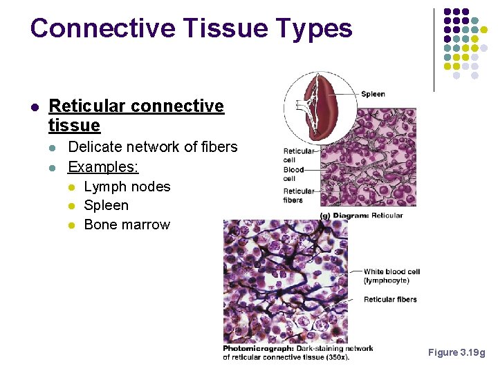 Connective Tissue Types l Reticular connective tissue l l Delicate network of fibers Examples: Connective Tissue Types l Reticular connective tissue l l Delicate network of fibers Examples: