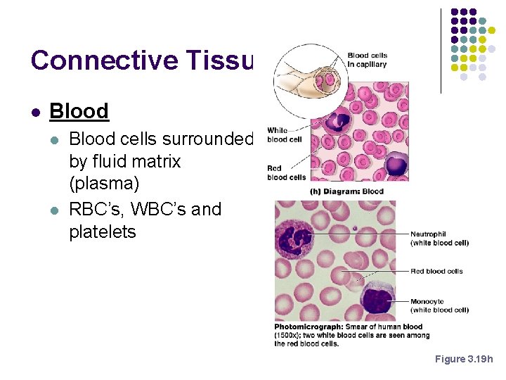 Connective Tissue Types l Blood l l Blood cells surrounded by fluid matrix (plasma) Connective Tissue Types l Blood l l Blood cells surrounded by fluid matrix (plasma)