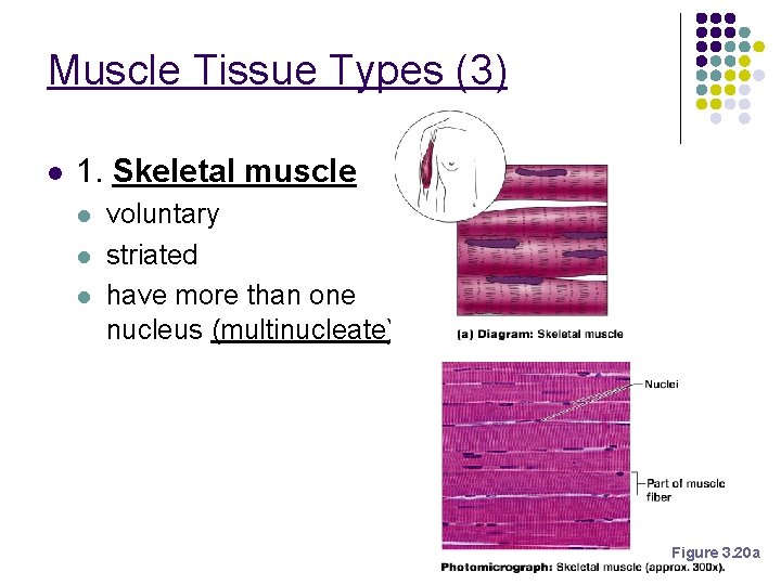 Muscle Tissue Types (3) l 1. Skeletal muscle l l l voluntary striated have Muscle Tissue Types (3) l 1. Skeletal muscle l l l voluntary striated have