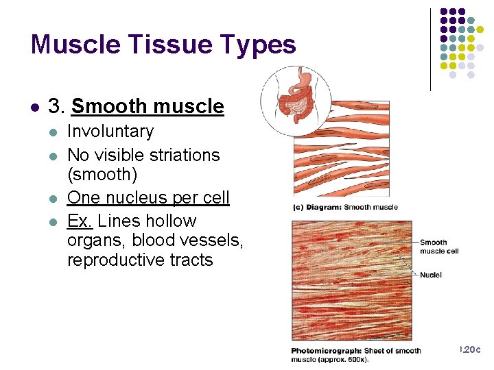 Muscle Tissue Types l 3. Smooth muscle l l Involuntary No visible striations (smooth) Muscle Tissue Types l 3. Smooth muscle l l Involuntary No visible striations (smooth)