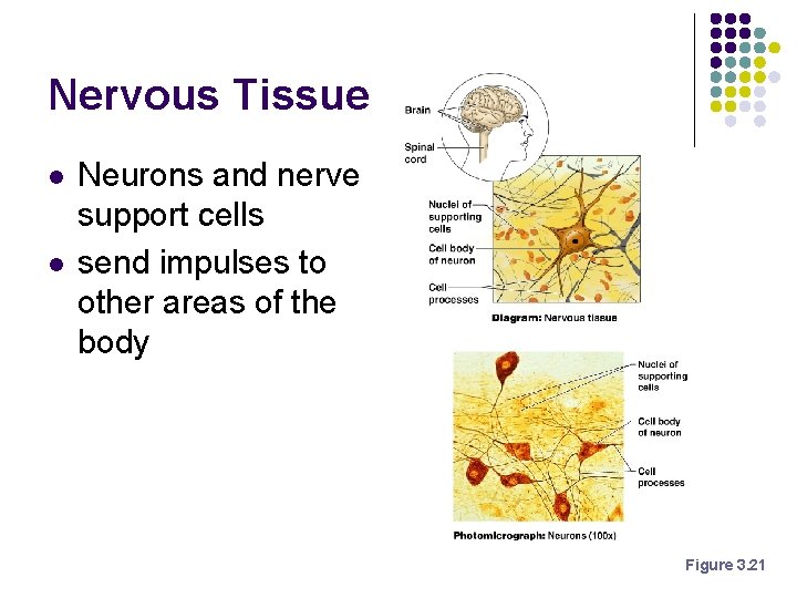 Nervous Tissue l l Neurons and nerve support cells send impulses to other areas Nervous Tissue l l Neurons and nerve support cells send impulses to other areas
