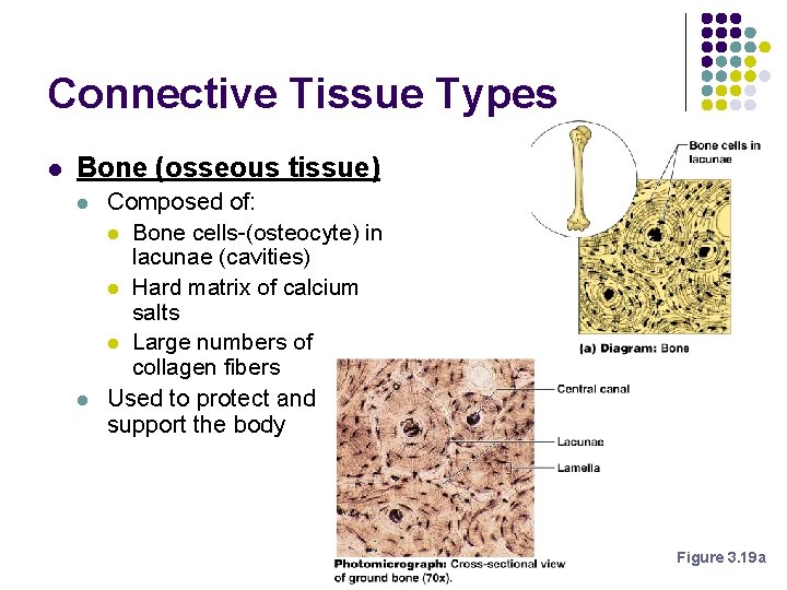 Connective Tissue Types l Bone (osseous tissue) l l Composed of: l Bone cells-(osteocyte) Connective Tissue Types l Bone (osseous tissue) l l Composed of: l Bone cells-(osteocyte)
