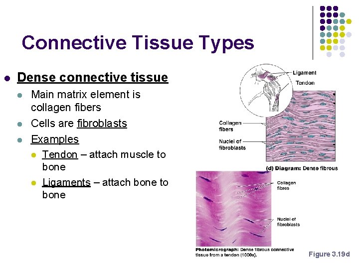 Connective Tissue Types l Dense connective tissue l l l Main matrix element is Connective Tissue Types l Dense connective tissue l l l Main matrix element is