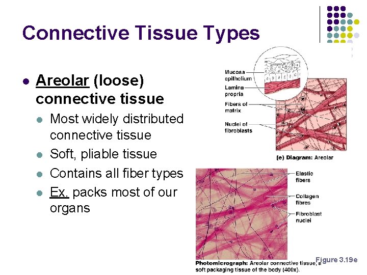 Connective Tissue Types l Areolar (loose) connective tissue l l Most widely distributed connective Connective Tissue Types l Areolar (loose) connective tissue l l Most widely distributed connective
