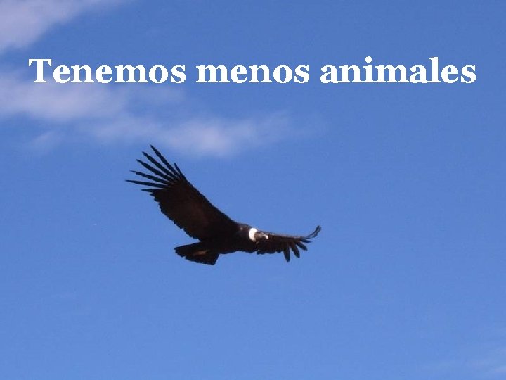 Tenemos menos animales 