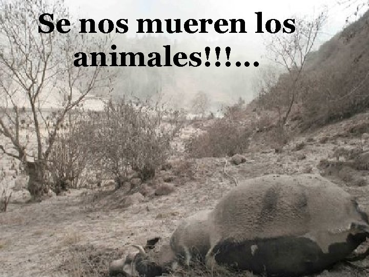 Se nos mueren los animales!!!. . . 