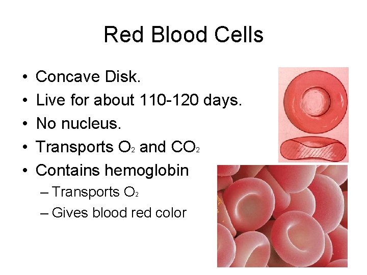 Red Blood Cells • • • Concave Disk. Live for about 110 -120 days.