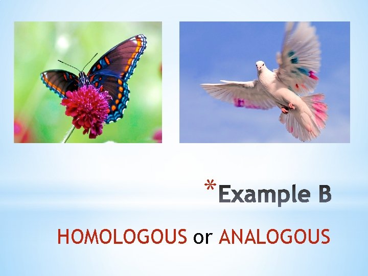 * HOMOLOGOUS or ANALOGOUS 