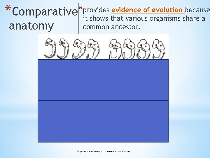 evidence of evolution because *Comparative *itprovides shows that various organisms share a anatomy common