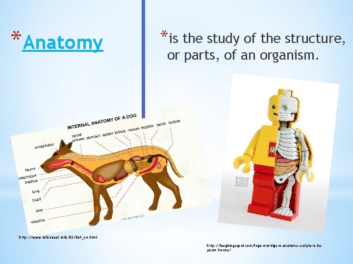 *Anatomy *is the study of the structure, or parts, of an organism. http: //www.