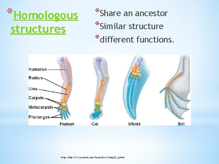 *Homologous structures *Share an ancestor *Similar structure *different functions. http: //bio 1151. nicerweb. com/Locked/src/chap